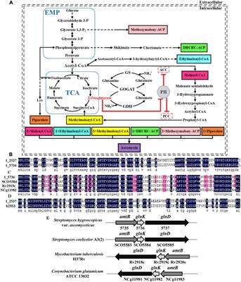 Increasing the Ascomycin Yield by Relieving the Inhibition of Acetyl/Propionyl-CoA Carboxylase by the Signal Transduction Protein GlnB